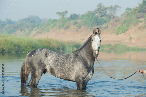  beautiful grey Marwari  stallion posing  in river at early morning . india. photo