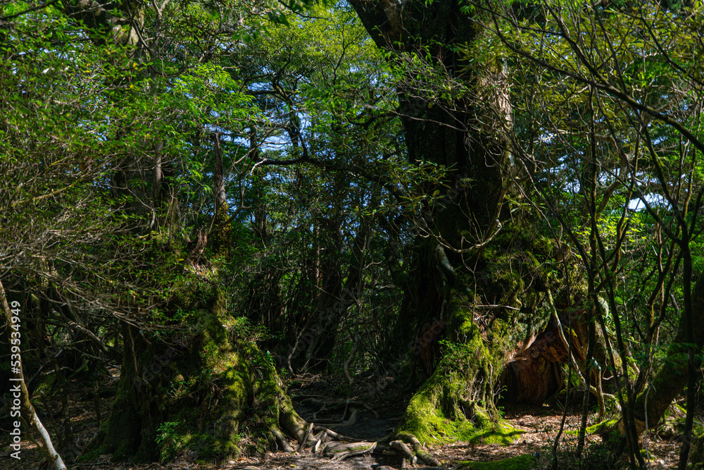 Obraz premium tree in the forest