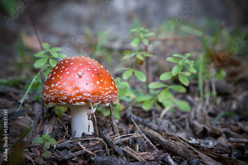 Isolated Amanita in the wooods, Pyrenees, France
