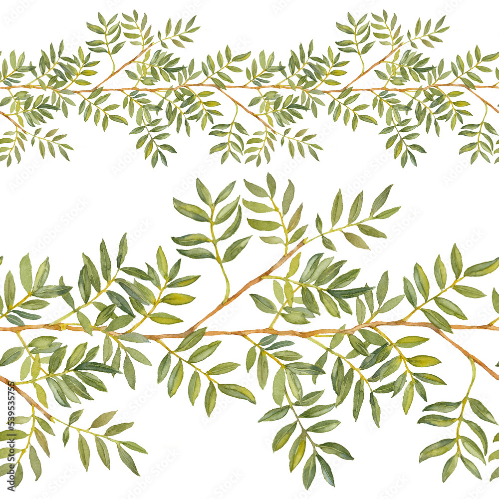 Naklejka premium Ruscus. Greenery collection. Seamless border. Watercolor hand-drawn illustration on white background.