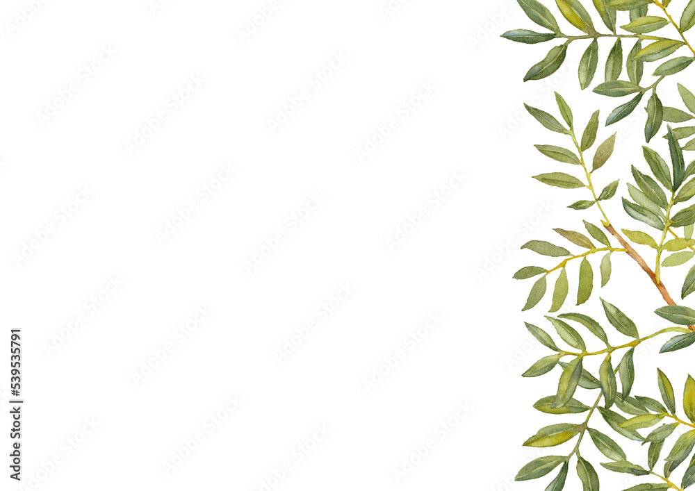 Branches of green Ruscus. Greenery collection. Brochure design template. Watercolor hand-drawn A4 layout on white background. Branches of green Ruscus. Greenery collection. Brochure design template. Watercolor hand-drawn A4 layout on white background.