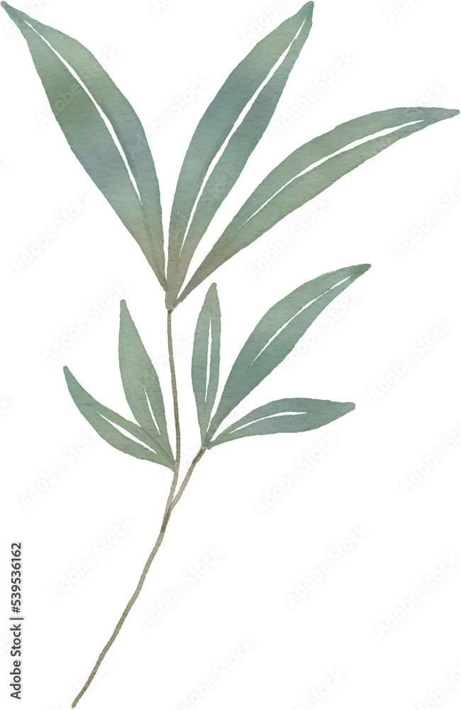 Fototapeta premium leaf watercolor Clipart