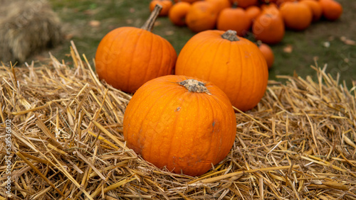 pumpkins on a field