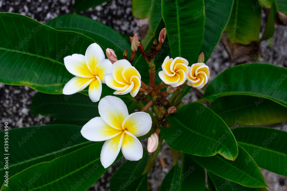 Fototapeta premium Beautiful white frangipani flowers on a dark background. Tropical plants and flowers, selective focus
