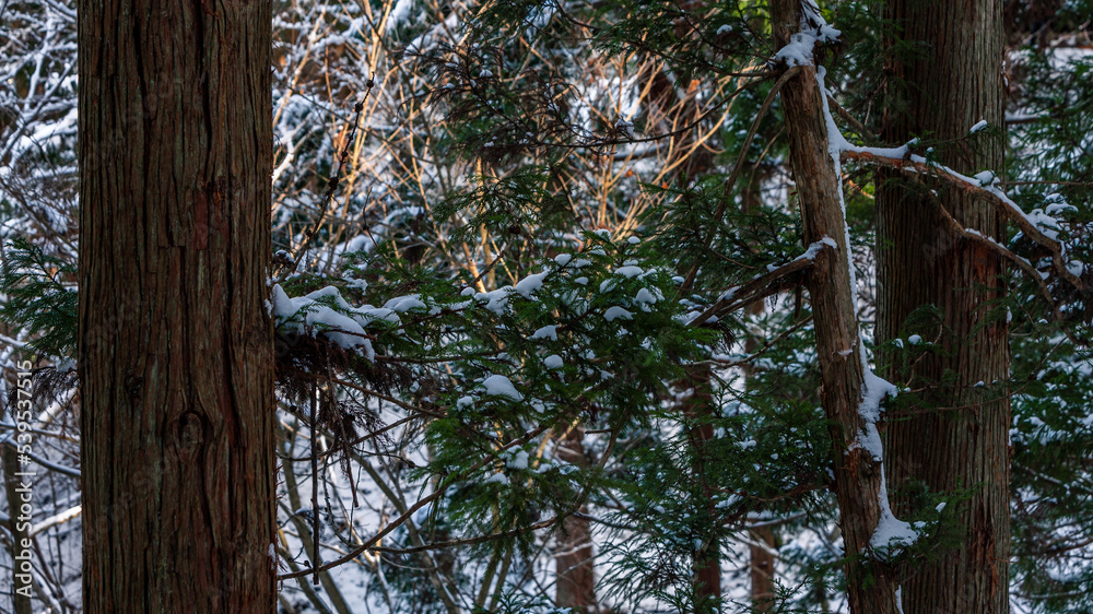 Fototapeta premium Pine trees covered with snow on frosty day at beautiful winter of Japan