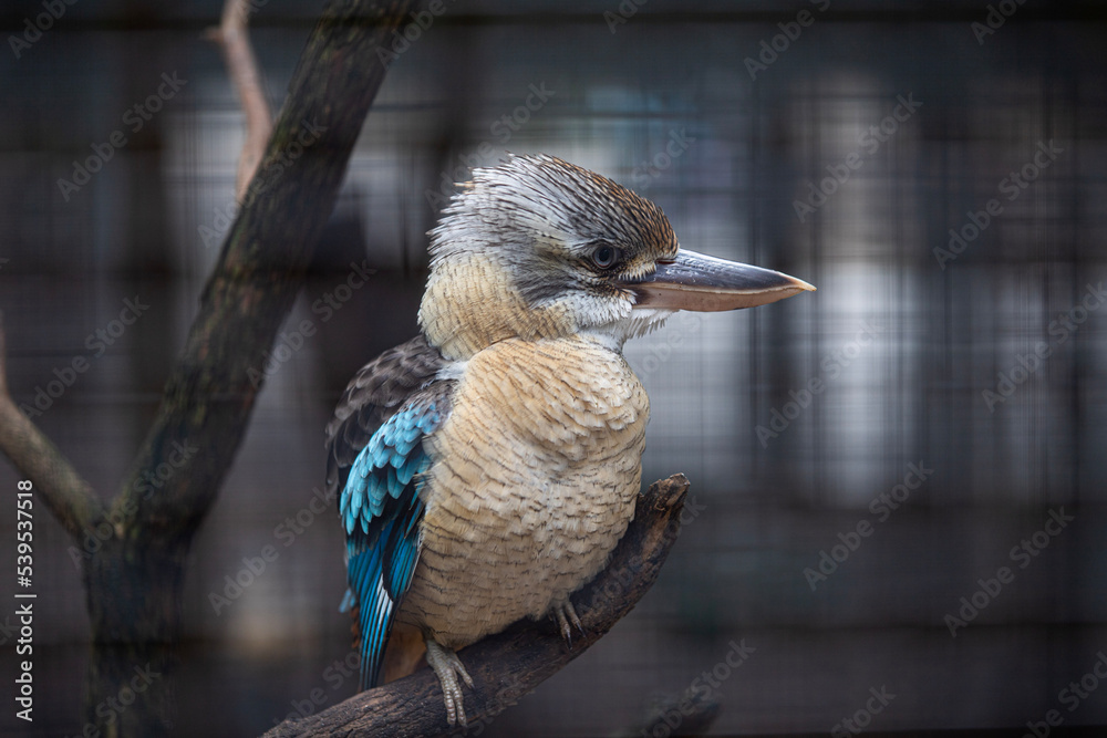 Fototapeta premium great crested grebe