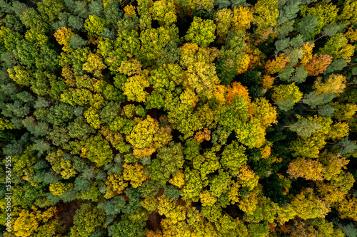 Aerial top down view of a colorful forest foliage at atumn, drone view, natural seasonal background