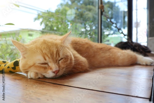 A cute yellow and orange cat dozing eyes closed, lying on the wooden floor with big glass window. Soft focus. Animal concept.