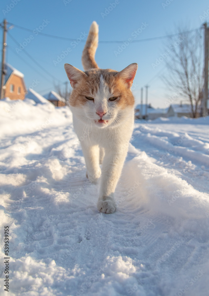 The cat is walking on a snowy road. The cat is walking on a snowy road.