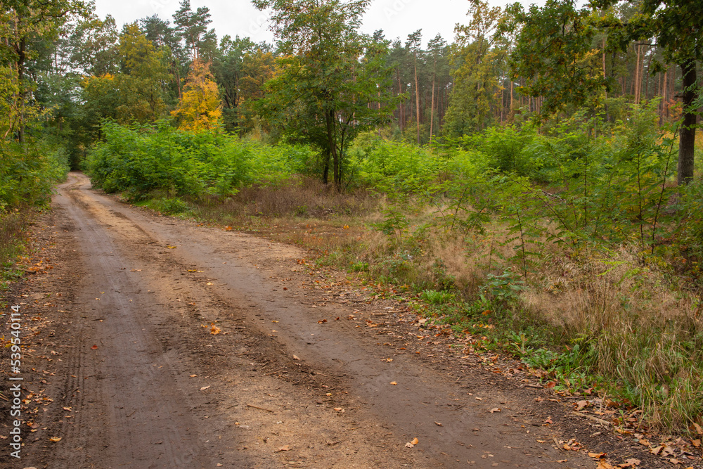 A forest road on an autumn day among colorful trees. Day. A forest road on an autumn day among colorful trees. Day.