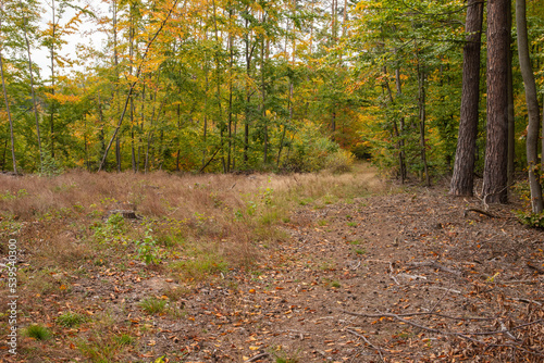 A forest road on an autumn day among colorful trees. Day.