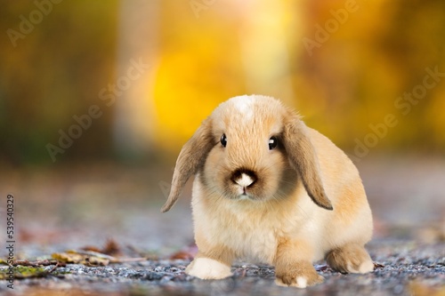 Bunny or cute rabbit on road, Easter holiday concept.