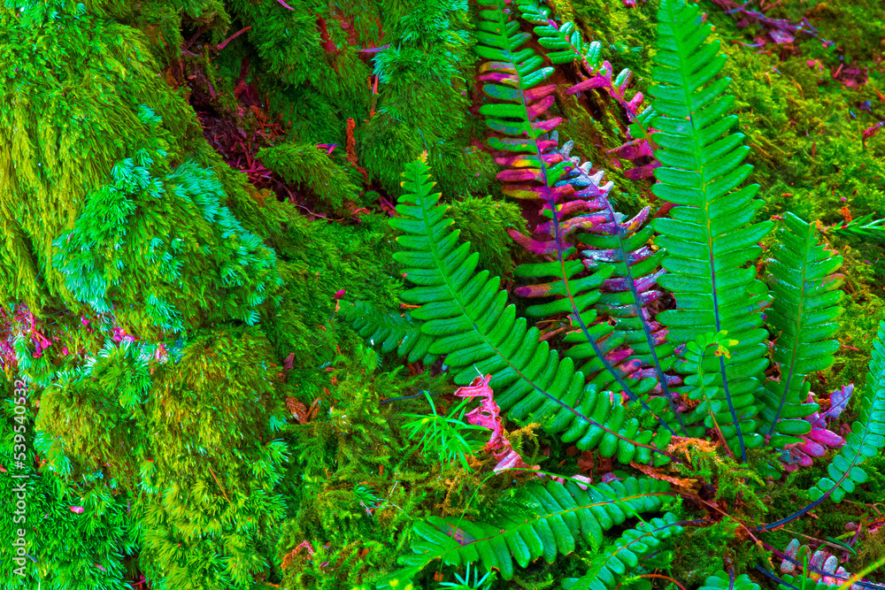 azores,sao miguel,near furnas : moss and ferns