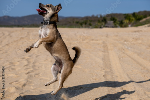 jumping chihuahua, happy dog jumping on the beach