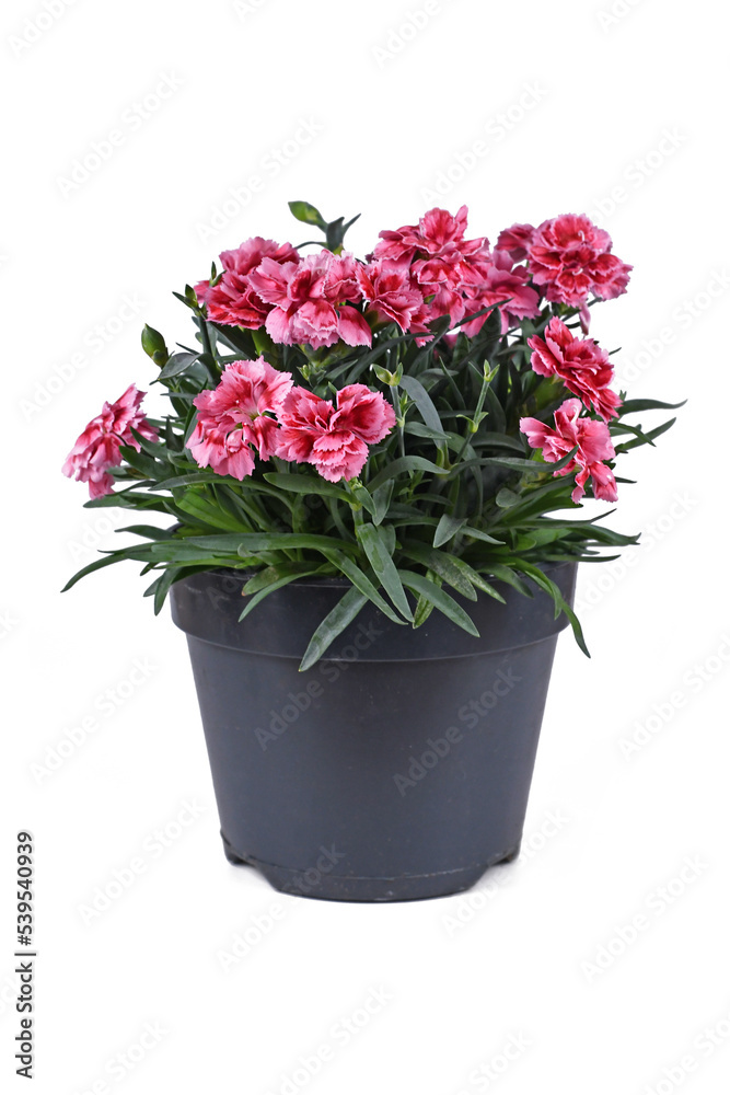 Potted pink Dianthus flowers on white background