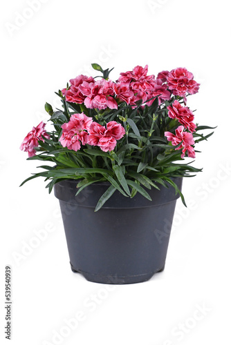 Potted pink Dianthus flowers on white background