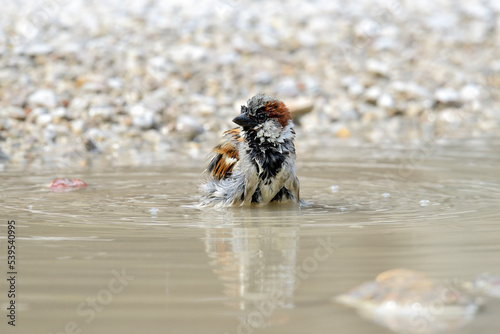 Sparrow bathing in a puddle