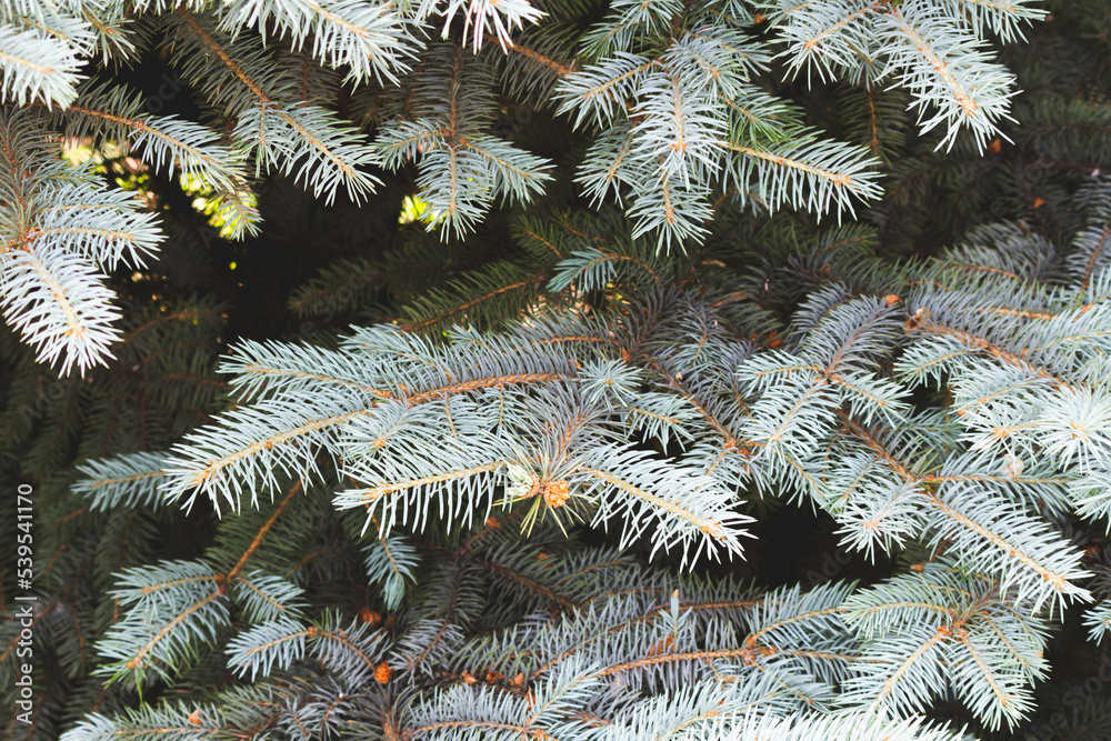 Background of tree branches. Coniferous trees. Green background. Background of tree branches. Coniferous trees. Green background.