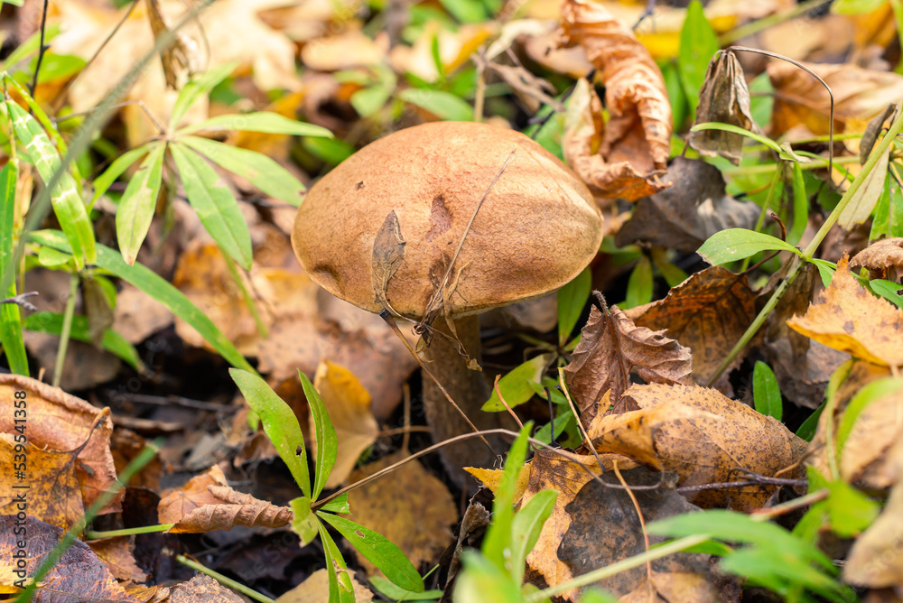Big mushroom in the autumn forest Big mushroom in the autumn forest
