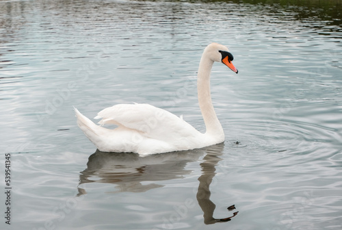 European swans swimming in small river in Germany