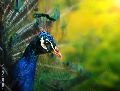 blue peacock with green background