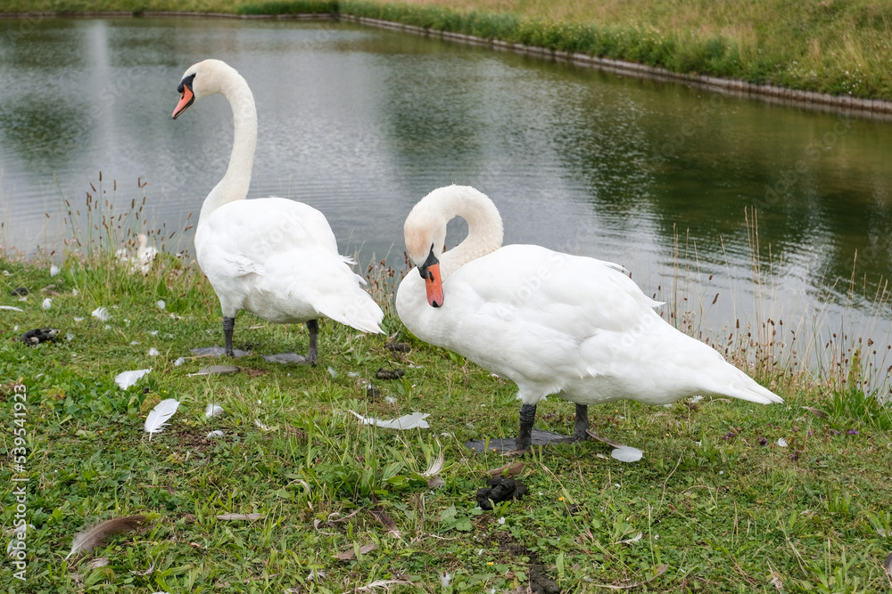 European swans swimming in small river in Germany European swans swimming in small river in Germany
