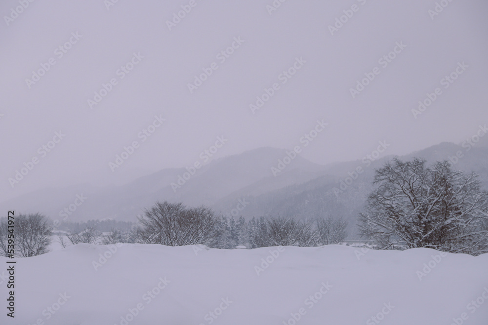 snow covered trees snow covered trees