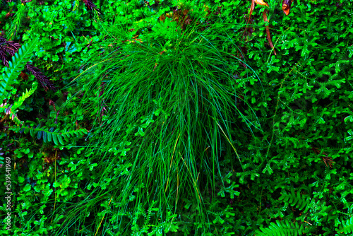 Azores  sao miguel  forest   grass