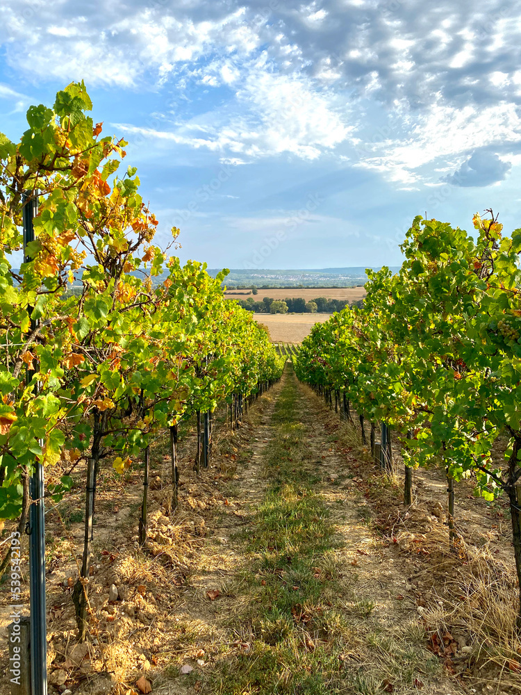 vineyard in the summer