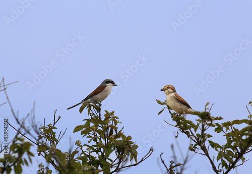 A pair of shrikes on the branches of a tree