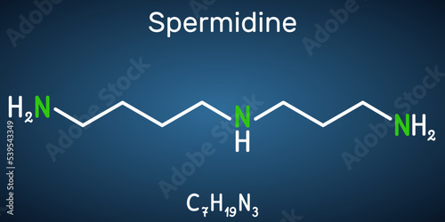 Spermidine molecule. It is triamine, polyamine formed from putrescine. Structural chemical formula on the dark blue background