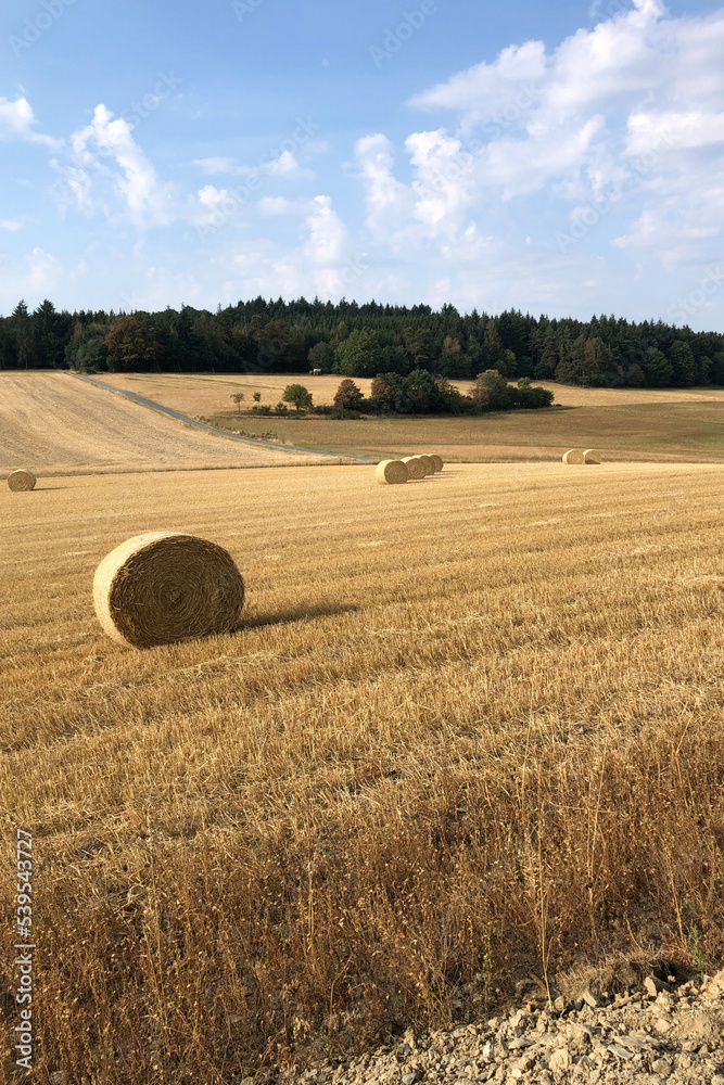 Straw bales in the cornfield