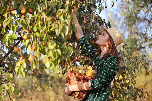Beautiful woman at the garden pickinh pears from the tree