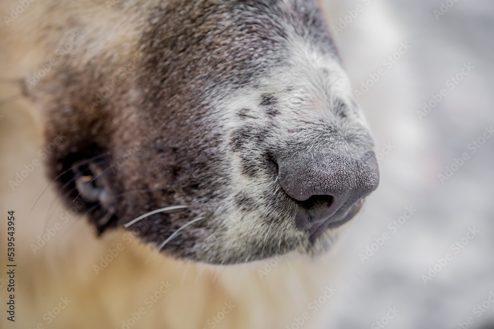 Large dog breed kurtshaari close-up. Dog nose. Large dog breed kurtshaari close-up. Dog nose.