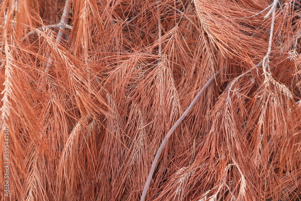 Dry reddish needles of Mediterranean pine on branches, pastel background. Brown dying pine needles close up. Dry reddish needles of Mediterranean pine on branches, pastel background. Brown dying pine needles close up.