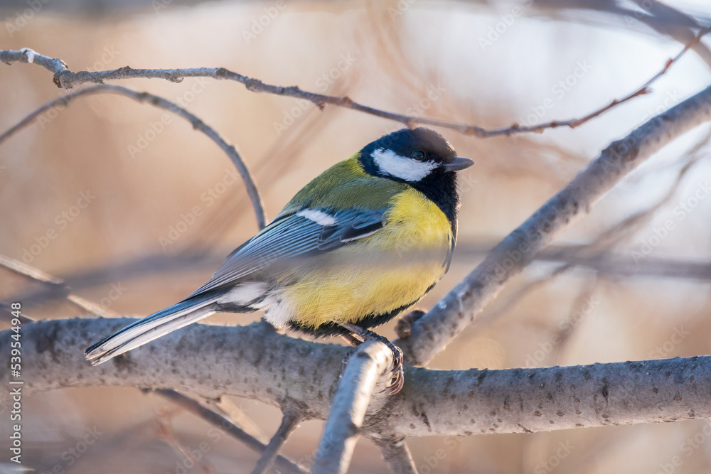 Cute bird Great tit, songbird sitting on a branch without leaves in the autumn or winter.