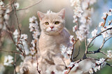 Scottish breed kitten on the blooming tree