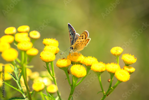 Gossamer-Winged Butterfly 