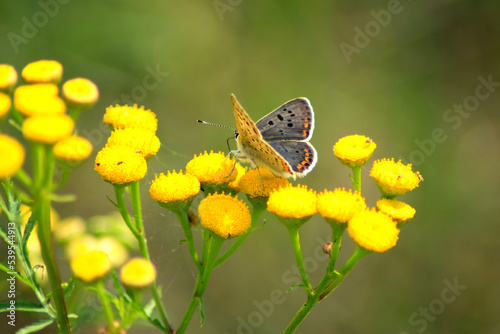 Gossamer-Winged Butterfly 