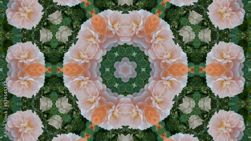 Kaleidoscope animated background pattern of white and orange roses.