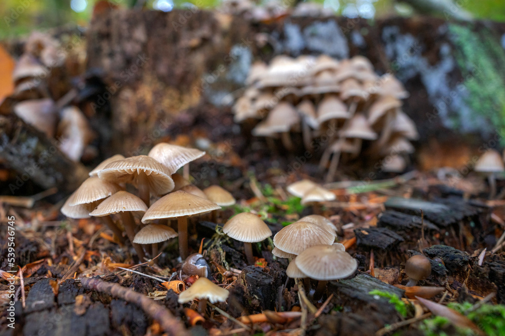 Puszcza Barlinecka jesienią. Piękna wilgotna i słoneczna pogoda sprzyja rozwojowi grzybów i płazów. Zdjęcia makro. Barlinek, Zachodniopomorskie, Polska Puszcza Barlinecka jesienią. Piękna wilgotna i słoneczna pogoda sprzyja rozwojowi grzybów i płazów. Zdjęcia makro. Barlinek, Zachodniopomorskie, Polska