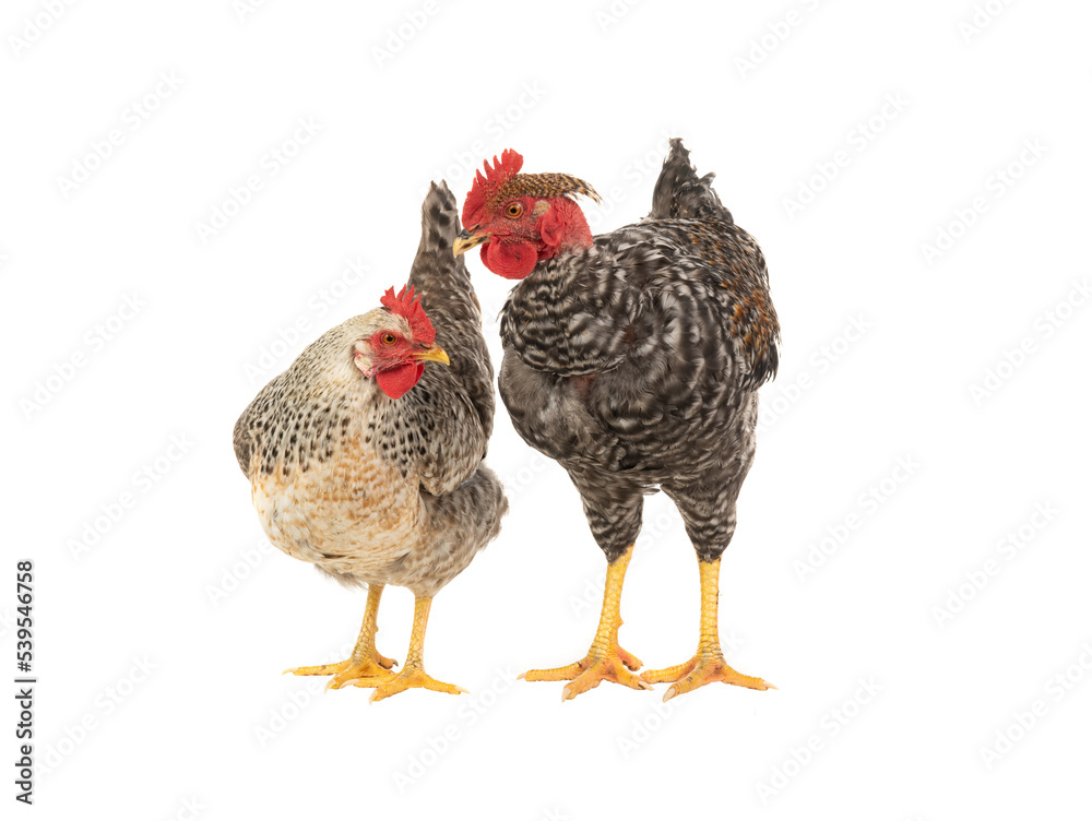 rooster and chicken isolated on white background rooster and chicken isolated on white background