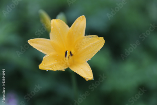 Fototapeta Naklejka Na Ścianę i Meble -  yellow daffodil flower