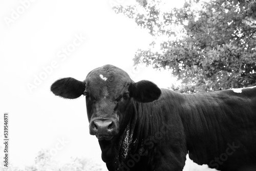 Young beef calf isolated on farm closeup for cow portrait in black and white.