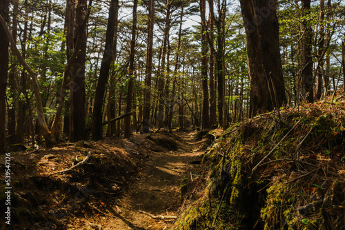 forest in spring