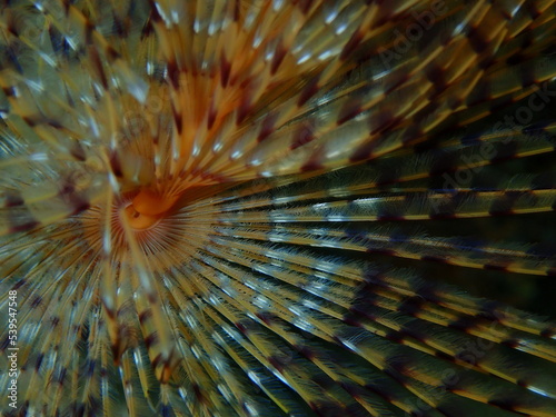 Marine polychaete Mediterranean fanworm or feather duster worm, European fan worm (Sabella spallanzanii) extreme close-up undersea, Aegean Sea, Greece, Halkidiki