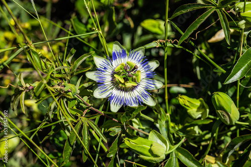 A close up of a Bluecrown passionflower Passiflora caerulea flower in sunlight. photo
