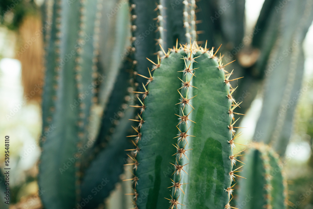 cactus garden desert in springtime, nature background dark green foliage cactus garden desert in springtime, nature background dark green foliage
