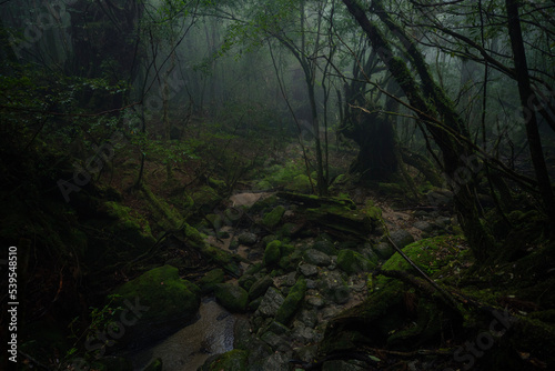 morning in the forest © Ryoji
