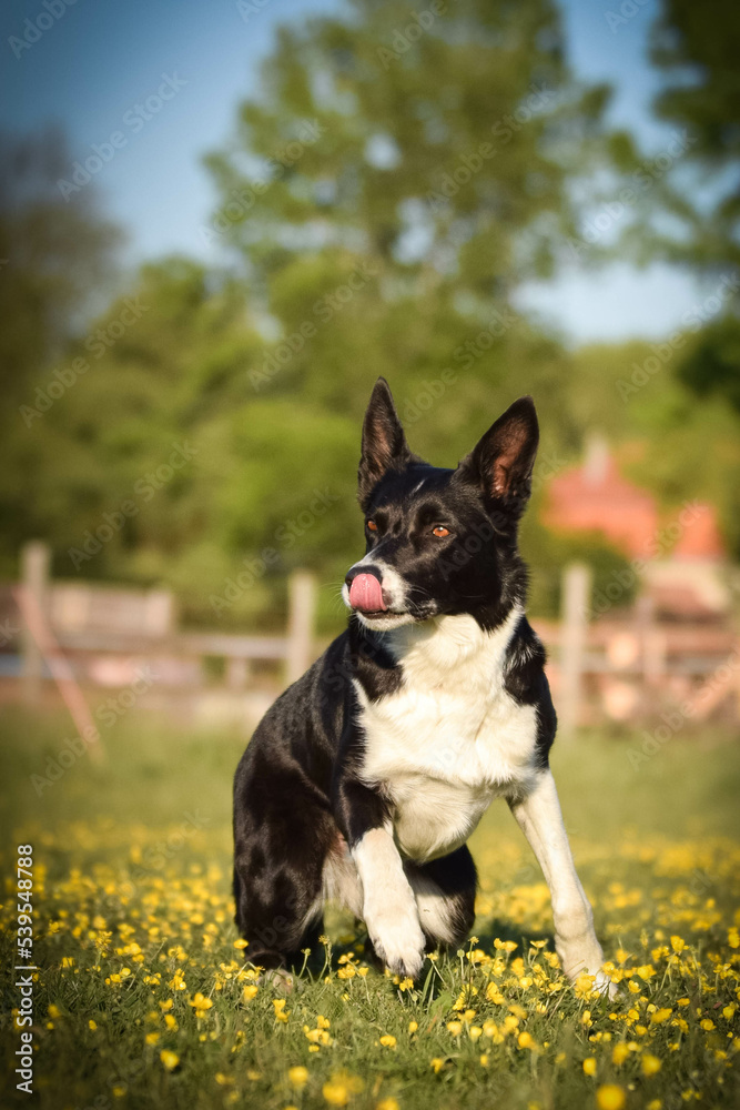 Dog is sitting in the grass in the flowers. She is so happy dog on trip.